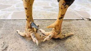 Tổng quan về các loại cựa gà