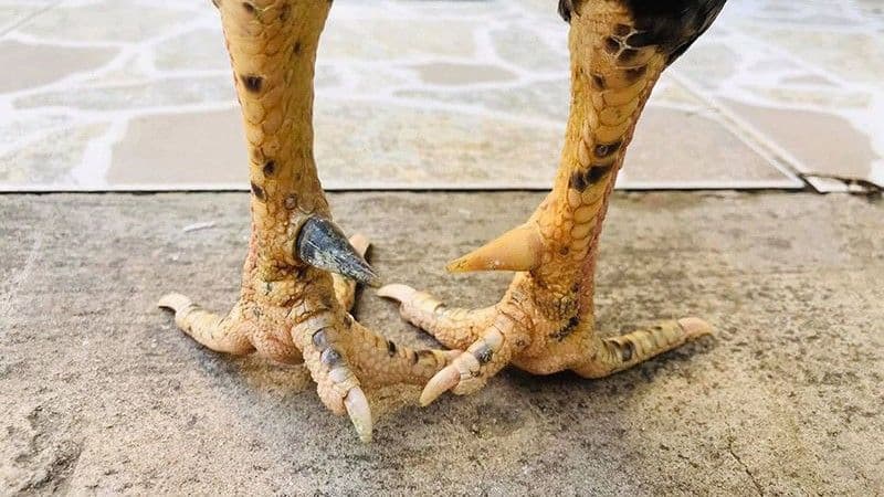 Tổng quan về các loại cựa gà