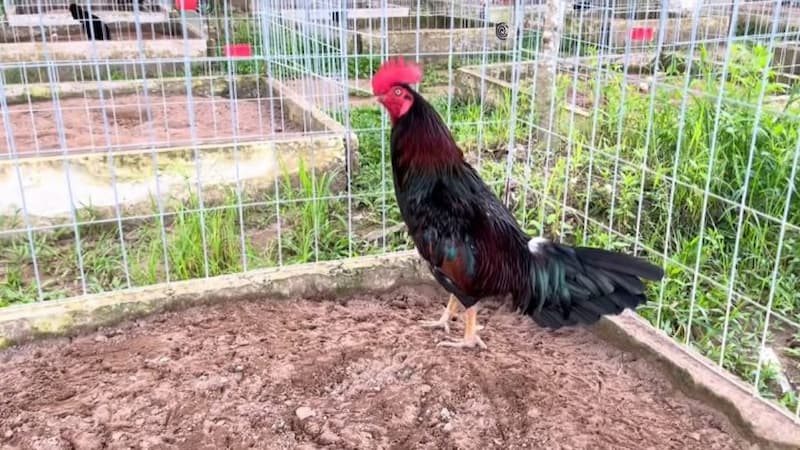 Cách nuôi gà đá chú trọng và chuồng trại