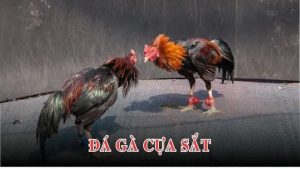 Các hình thức đá gà phổ biến ở Campuchia
