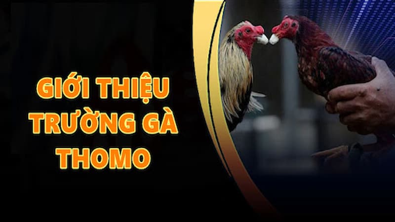 Trường gà Thomo – Sàn đá gà Campuchia lớn nhất
