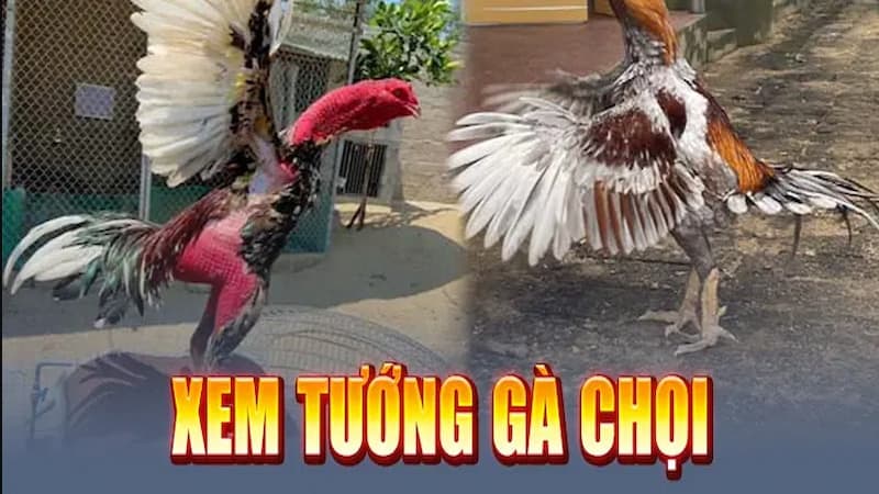 Cách xem tướng gà gà chọi để chọi dược chiến kê hay