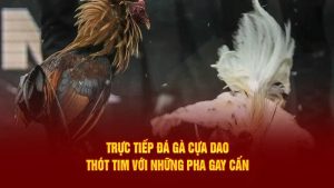 Giới thiệu về đá gà cựa dao trên For88