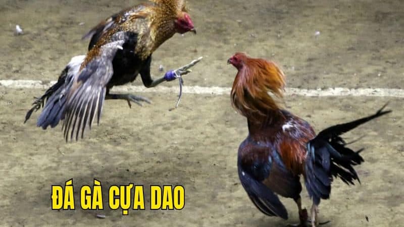 Luật chơi và cách thức đặt cược đá gà cựa dao trên For88