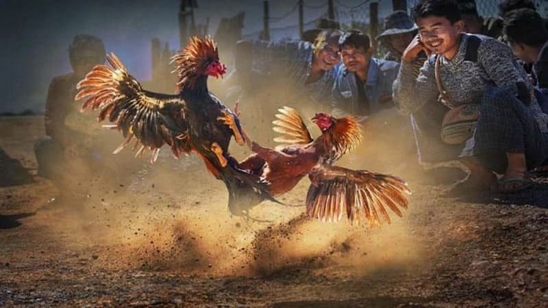Kinh nghiệm và mẹo chơi đá gà cựa dao hiệu quả trên For88