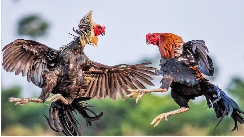 Nên áp dụng các thủ thuật nào để thắng Đá Gà For88?