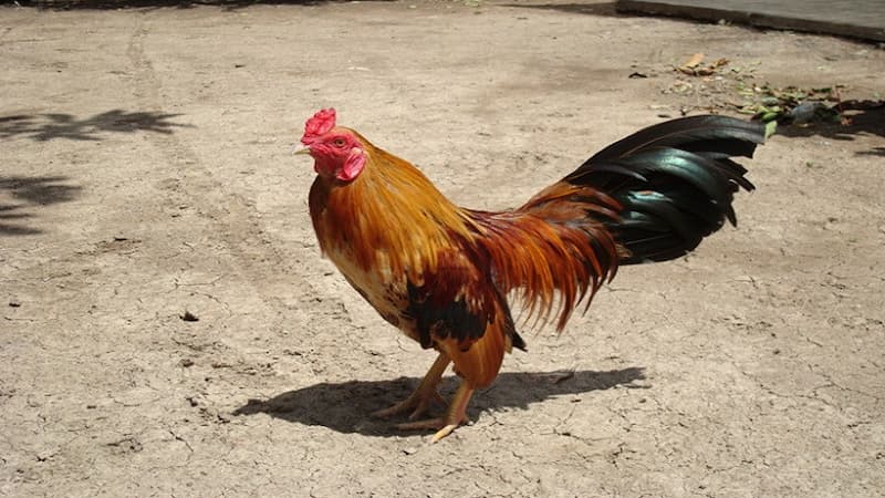 Giới thiệu về đá gà tre