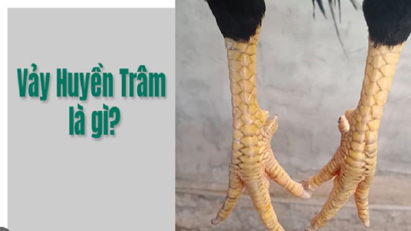 Vảy huyền trâm là gì?