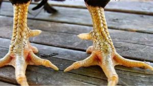 Cách nhận diện gà chiến có vảy huyền trâm chất lượng