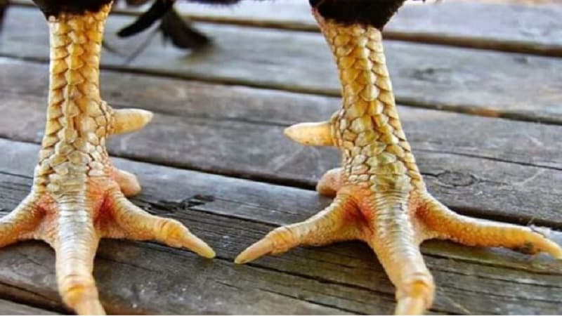 Cách nhận diện gà chiến có vảy huyền trâm chất lượng